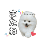 ☆白ポメラニアンの子犬☆敬語日常☆（個別スタンプ：23）