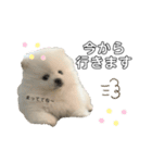 ☆白ポメラニアンの子犬☆敬語日常☆（個別スタンプ：24）