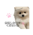 ☆白ポメラニアンの子犬☆敬語日常☆（個別スタンプ：27）