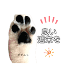 ☆白ポメラニアンの子犬☆敬語日常☆（個別スタンプ：28）