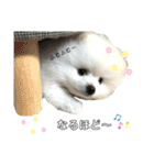 ☆白ポメラニアンの子犬☆敬語日常☆（個別スタンプ：29）