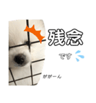 ☆白ポメラニアンの子犬☆敬語日常☆（個別スタンプ：30）
