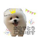 ☆白ポメラニアンの子犬☆敬語日常☆（個別スタンプ：31）