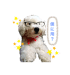 愛犬ポテト君（個別スタンプ：1）