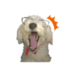 愛犬ポテト君（個別スタンプ：2）