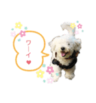 愛犬ポテト君（個別スタンプ：3）