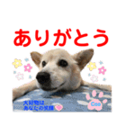 赤いりぼんの可愛い仲間達⑤（個別スタンプ：1）