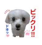 赤いりぼんの可愛い仲間達⑤（個別スタンプ：2）