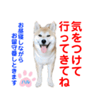 赤いりぼんの可愛い仲間達⑤（個別スタンプ：3）