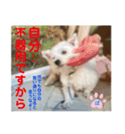 赤いりぼんの可愛い仲間達⑤（個別スタンプ：16）
