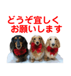 赤いりぼんの可愛い仲間達⑤（個別スタンプ：22）