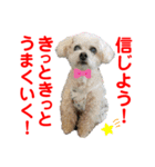 赤いりぼんの可愛い仲間達⑤（個別スタンプ：25）