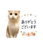 可愛い猫の敬語スタンプ（個別スタンプ：1）