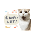 可愛い猫の敬語スタンプ（個別スタンプ：2）