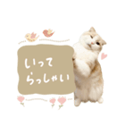 可愛い猫の敬語スタンプ（個別スタンプ：3）