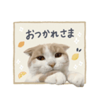 可愛い猫の敬語スタンプ（個別スタンプ：4）