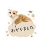 可愛い猫の敬語スタンプ（個別スタンプ：5）