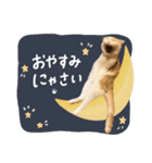 可愛い猫の敬語スタンプ（個別スタンプ：8）
