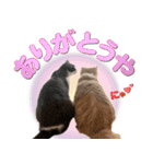 飼い猫「なめ」＆「もっぷ」のスタンプ①（個別スタンプ：1）