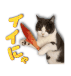 飼い猫「なめ」＆「もっぷ」のスタンプ①（個別スタンプ：2）