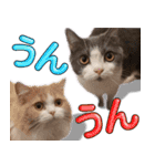 飼い猫「なめ」＆「もっぷ」のスタンプ①（個別スタンプ：3）