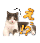 飼い猫「なめ」＆「もっぷ」のスタンプ①（個別スタンプ：6）