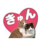飼い猫「なめ」＆「もっぷ」のスタンプ①（個別スタンプ：11）