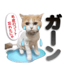 飼い猫「なめ」＆「もっぷ」のスタンプ①（個別スタンプ：12）