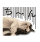 飼い猫「なめ」＆「もっぷ」のスタンプ①（個別スタンプ：13）