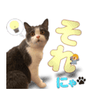 飼い猫「なめ」＆「もっぷ」のスタンプ①（個別スタンプ：14）