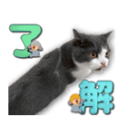 飼い猫「なめ」＆「もっぷ」のスタンプ①（個別スタンプ：15）