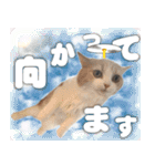 飼い猫「なめ」＆「もっぷ」のスタンプ①（個別スタンプ：16）