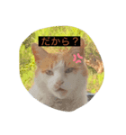 個人的に面白いスタンプ（個別スタンプ：1）