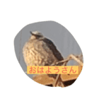 個人的に面白いスタンプ（個別スタンプ：3）