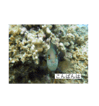 ウミノトモダチ✴︎Okinawa miyakoisland✴︎（個別スタンプ：3）