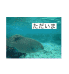 ウミノトモダチ✴︎Okinawa miyakoisland✴︎（個別スタンプ：10）