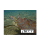ウミノトモダチ✴︎Okinawa miyakoisland✴︎（個別スタンプ：13）