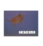 ウミノトモダチ✴︎Okinawa miyakoisland✴︎（個別スタンプ：18）