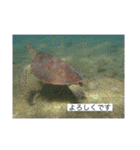 ウミノトモダチ✴︎Okinawa miyakoisland✴︎（個別スタンプ：22）