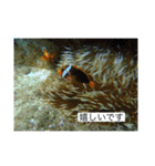 ウミノトモダチ✴︎Okinawa miyakoisland✴︎（個別スタンプ：25）
