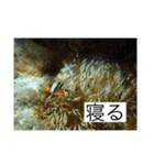 ウミノトモダチ✴︎Okinawa miyakoisland✴︎（個別スタンプ：26）
