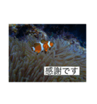 ウミノトモダチ✴︎Okinawa miyakoisland✴︎（個別スタンプ：31）