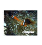 ウミノトモダチ✴︎Okinawa miyakoisland✴︎（個別スタンプ：37）