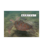 ウミノトモダチ✴︎Okinawa miyakoisland✴︎（個別スタンプ：39）