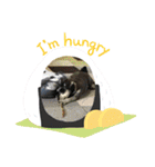 シュナスタンプ(くるり)（個別スタンプ：11）