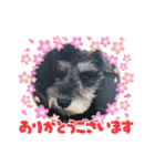 シュナスタンプ(くるり)（個別スタンプ：17）