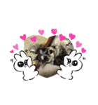 シュナスタンプ(くるり)（個別スタンプ：21）