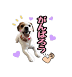 はなとさくの花咲くeveryday2（個別スタンプ：10）