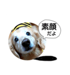 びーちゃん【12】（個別スタンプ：1）
