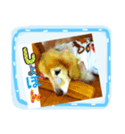 びーちゃん【12】（個別スタンプ：24）